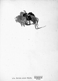 Salvinia natans image